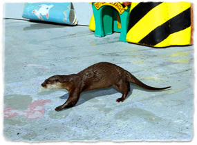 An otter walks across a stage.