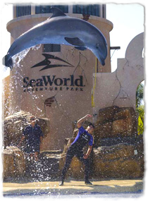 A trainer gives a hand signal while a dolphin is airborne at the apex of a jump.