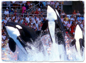 Three orcas jump from the water during a show.