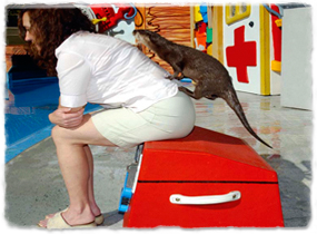 An otter climbs onto a seated trainer's back.