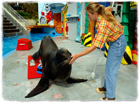 A California sea lion on a stage holding its nose on a trainer's hand.