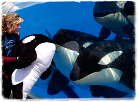 A trainer holds a stuffed orca toy up to the glass wall of a tank. Killer whales in the tank press their heads to the wall to see the toy.