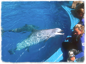 Trainers on the side of a pool prepare to give food to a dolphin in the water next to them.