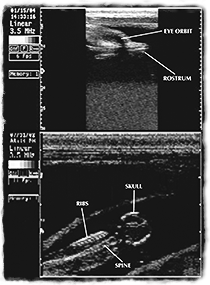 Monochromatic ultrasound imagery of a dolphin's head.