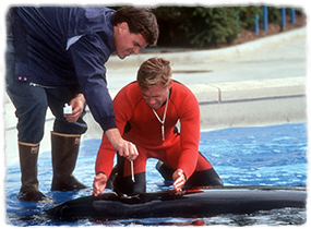 Two veterinarians collect a culture sample from an animal's blow hole in a shallow pool.