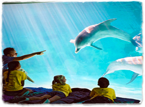 A group of children lie on sleeping bags watching dolphins through the glass wall of a tank.