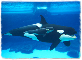 A killer whale calf swims next to an adult underwater.