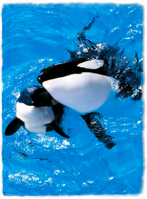 A killer whale calf and its mother raise their heads out of the water, seen from above.