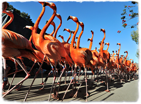 A large group of flamingoes parade in an orderly line.