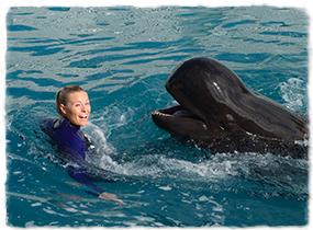 A trainer in a pool interacts with a whale at the surface.