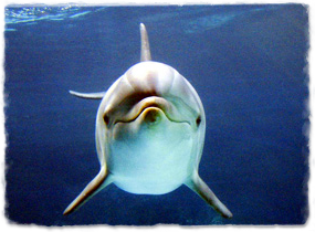 A dolphin underwater, viewed head-on