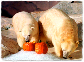 Two polar bears play with pumpkins.