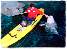 A trainer in a kayak feeds a beluga whale that has surfaced.