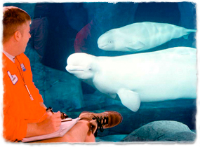 A trainer writes notes while observing two beluga whales through the glass wall of a tank.