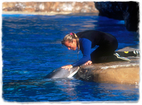 A trainer on the edge of a pool pets the head of a surfaced dolphin.