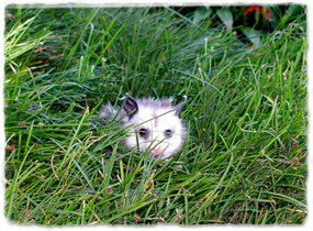An opossum hiding in grass, partially obscured from view by the grass