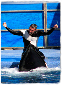 A killer whale emerges from the water in front of a trainer sitting on the edge of a pool. The trainer has arms extended to hug the whale.
