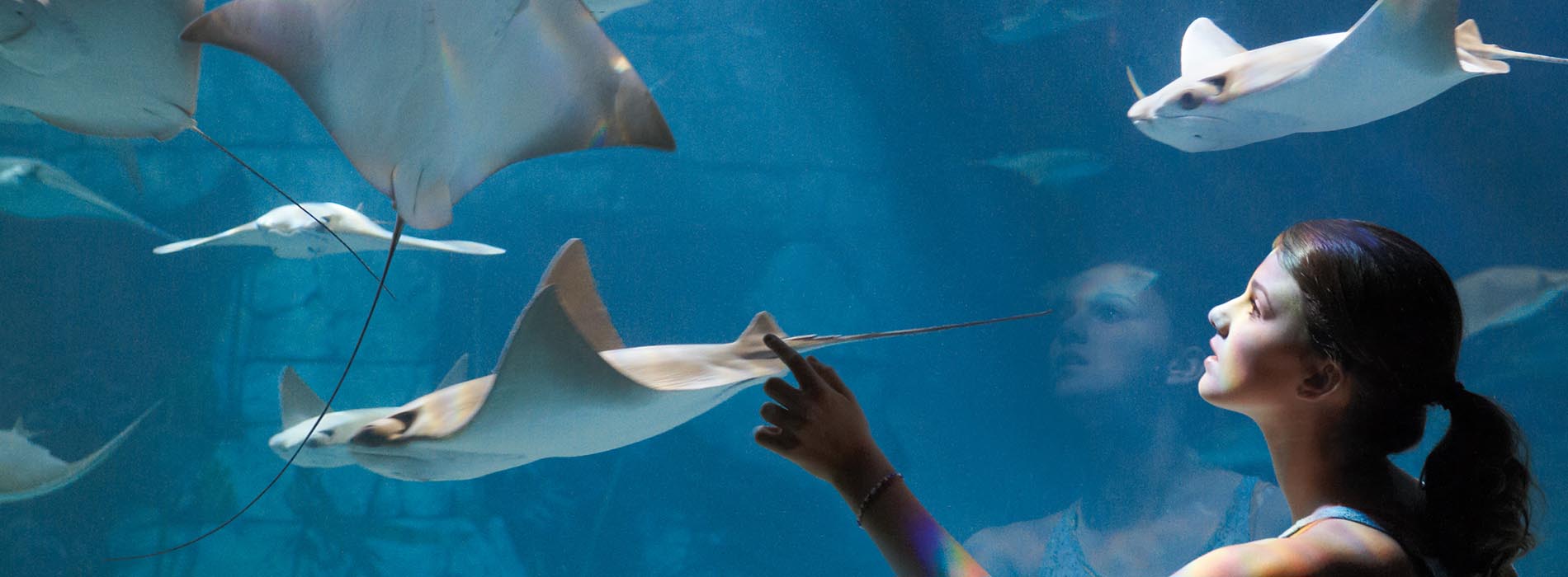 Girl points at swimming rays
