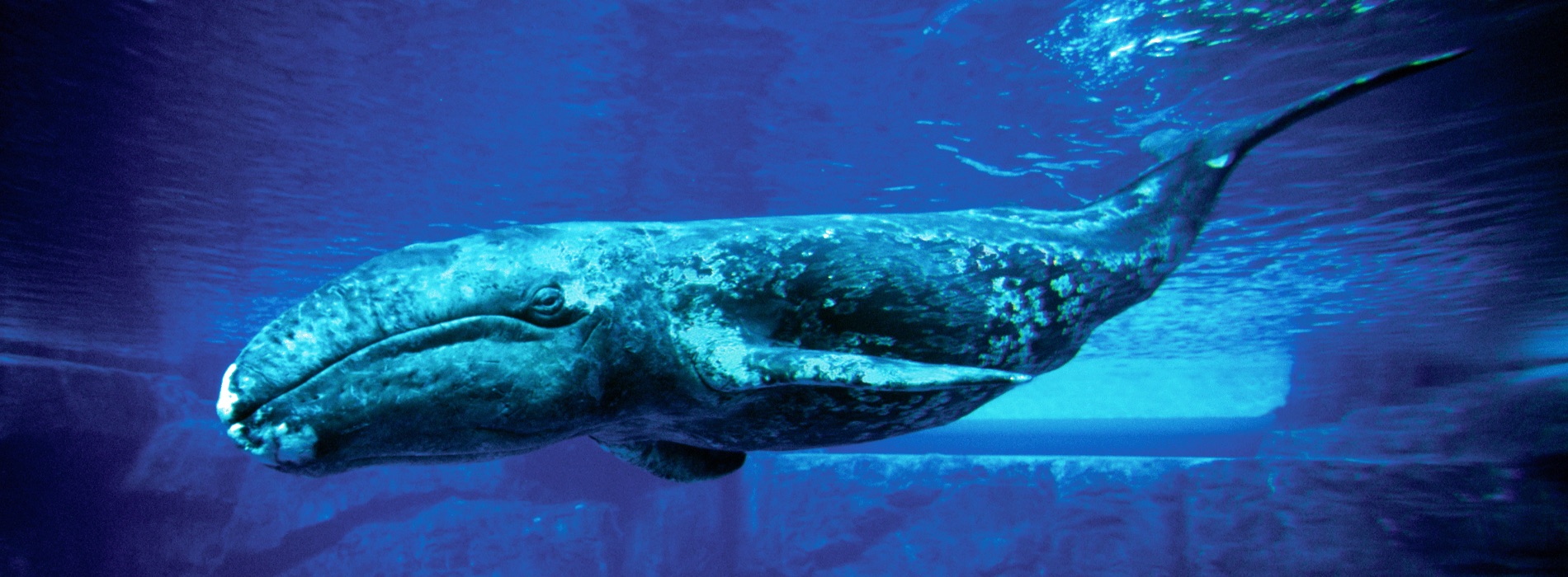 Baleen Whale