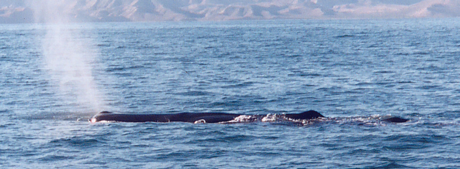 Baleen Whale