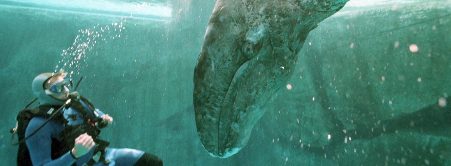 Baleen Whale