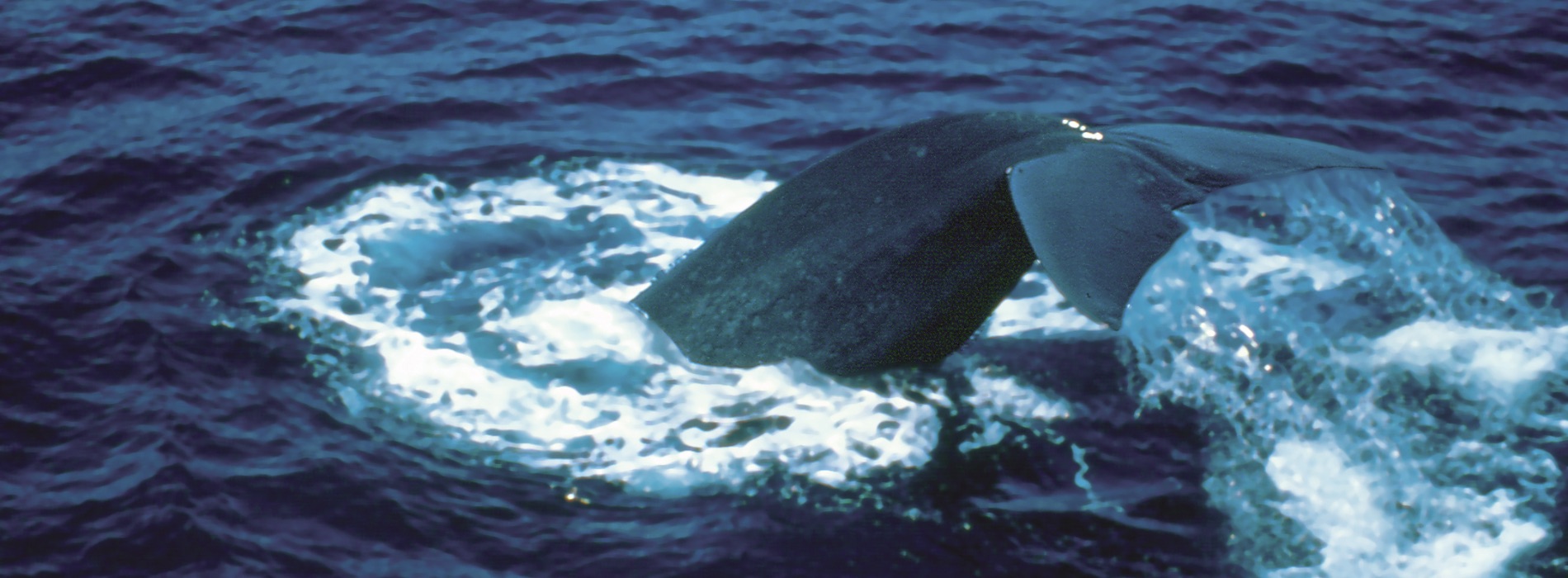 Baleen Whale