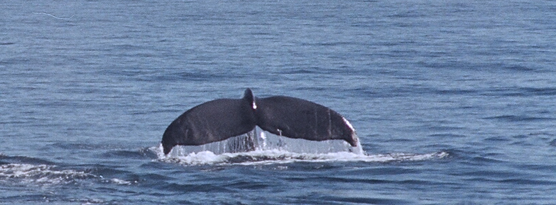 Baleen Whale
