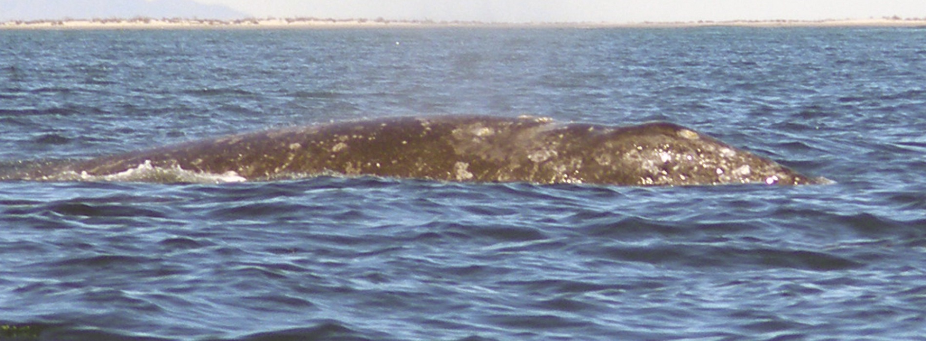 Baleen Whale
