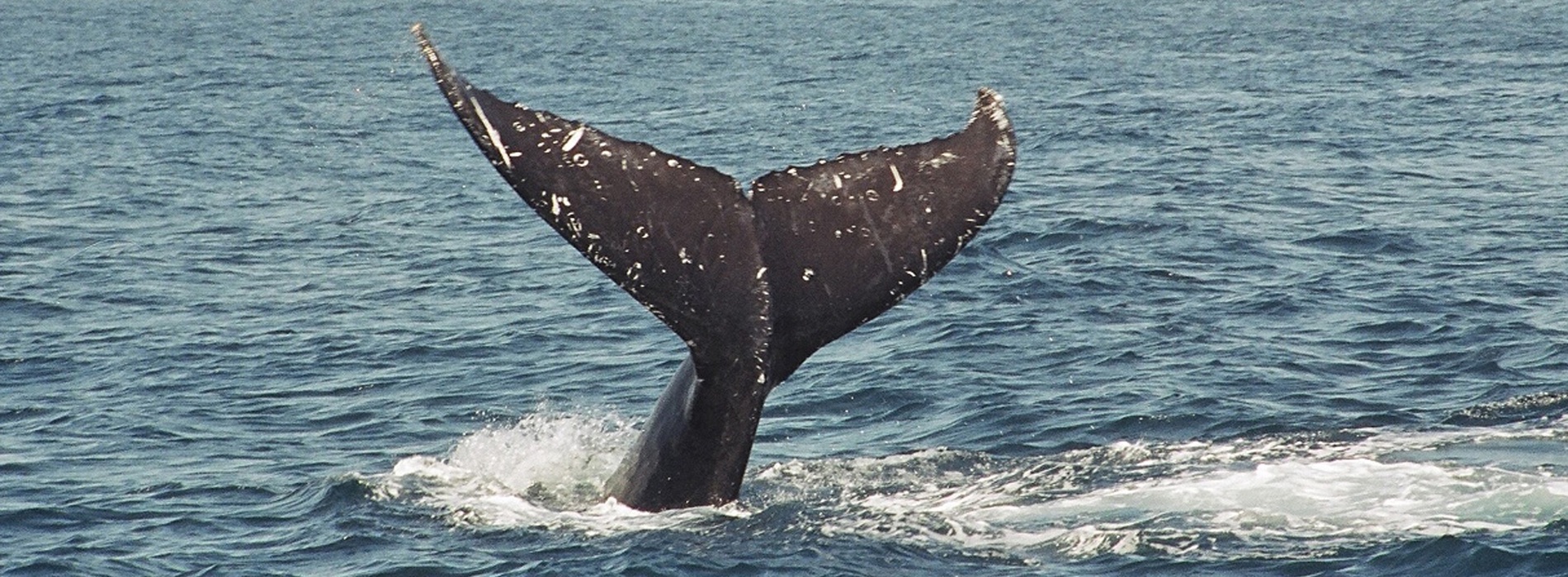 Baleen Whale