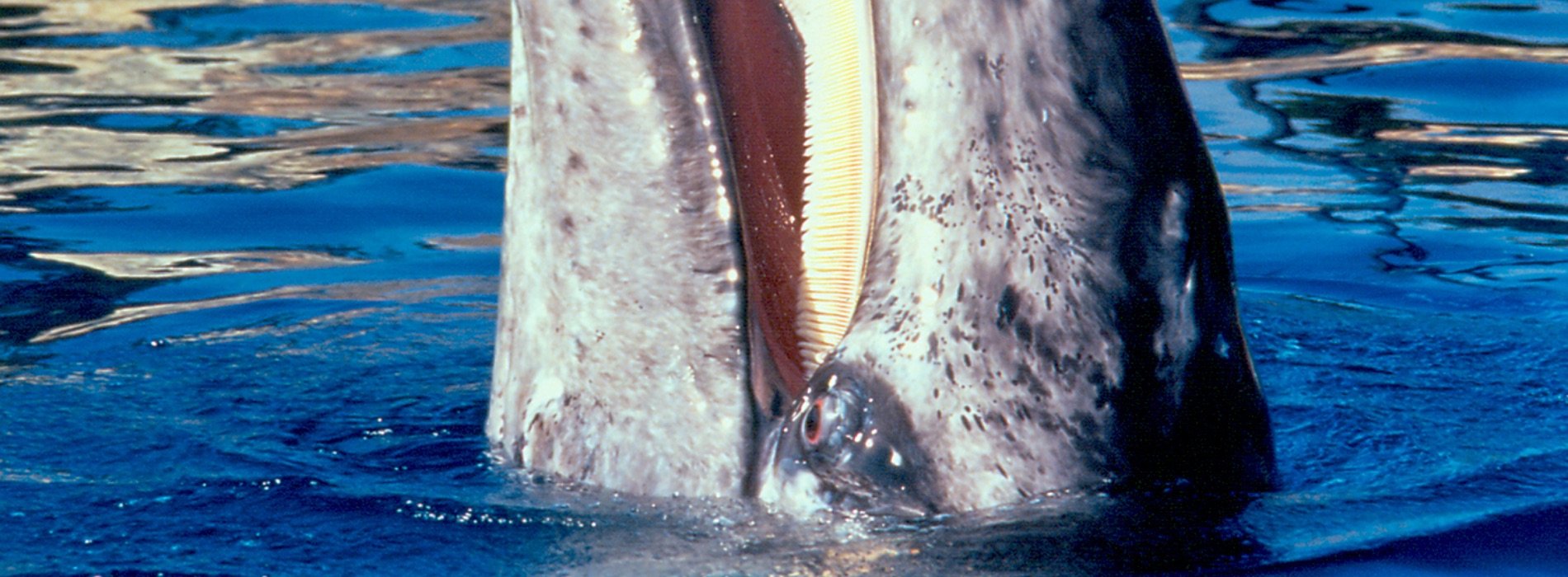 Baleen Whale