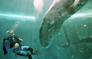 A whale swims just below the surface with a trail of fine bubbles visible behind it