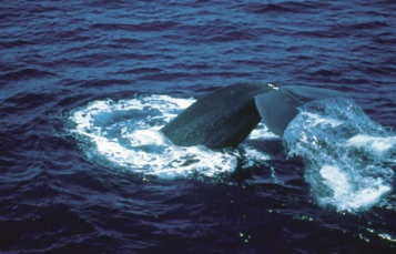 A whale swims just above the bottom