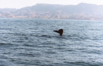 A whale breaches, mostly in the air and falling sideways toward the water.