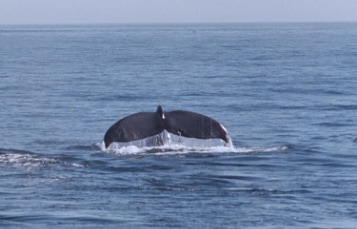 Close up of the blowhole of a surfaced whale.