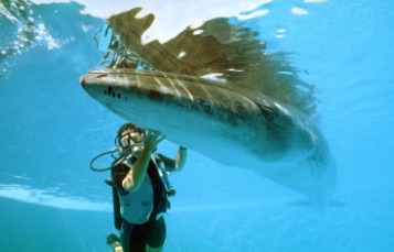 A whale's head is raised out of the water. Birds circle around it.