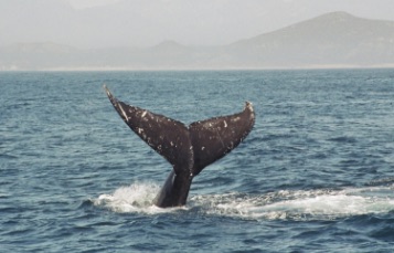 A whale's head barely below the surface, seen in profile from underwater
