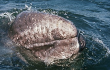 A baeen specimen in a museum