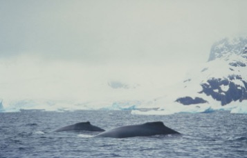 A whale, viewed from the front, approaches the camera underwater with its back breaking the surface.