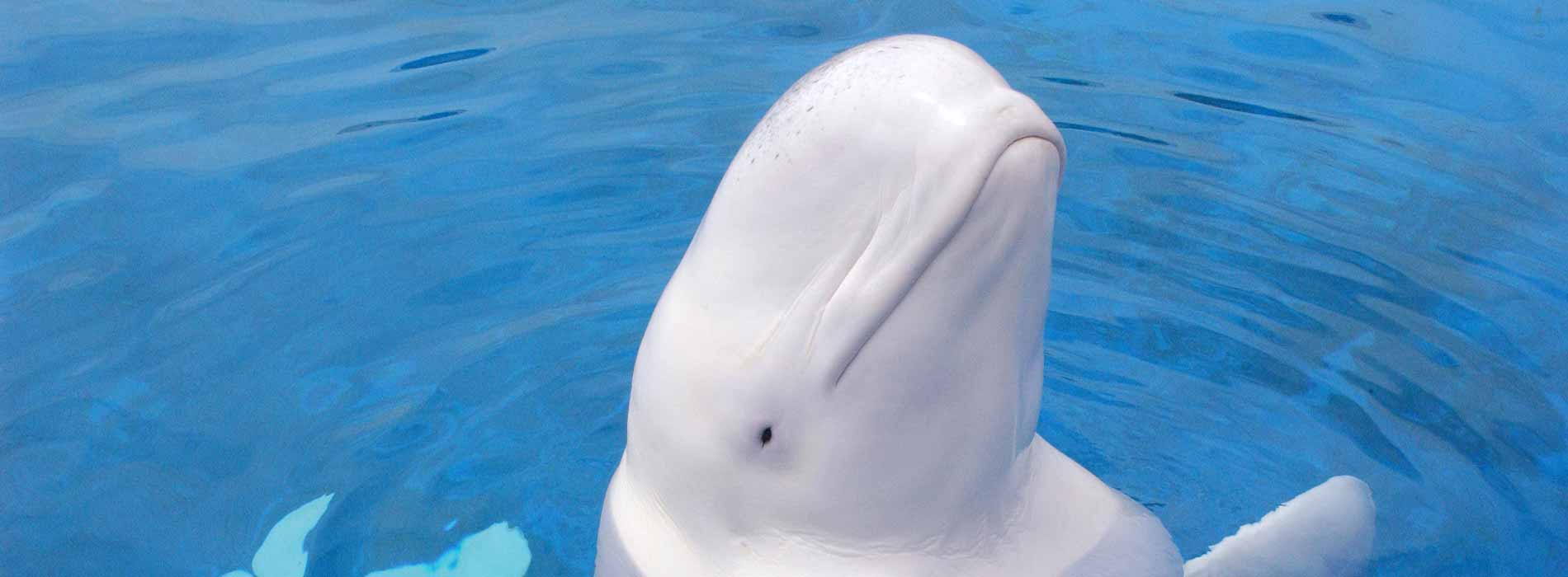 Students learning about beluga whales