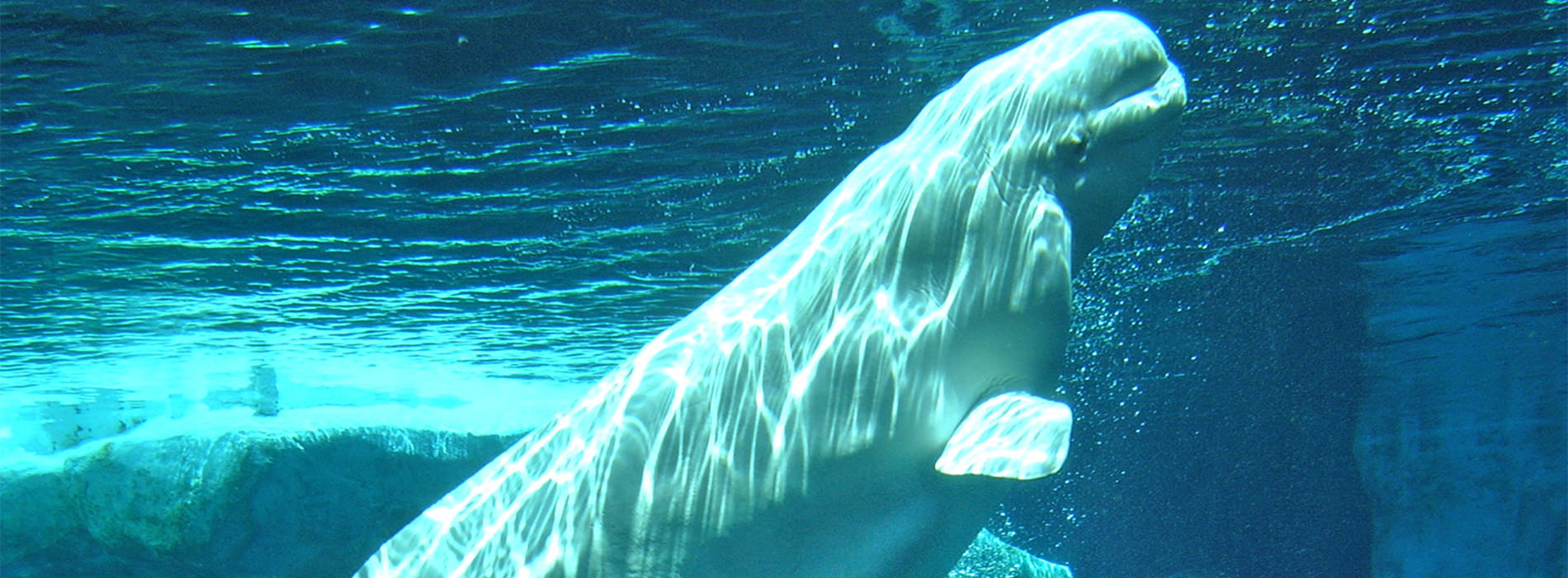 Beluga whale