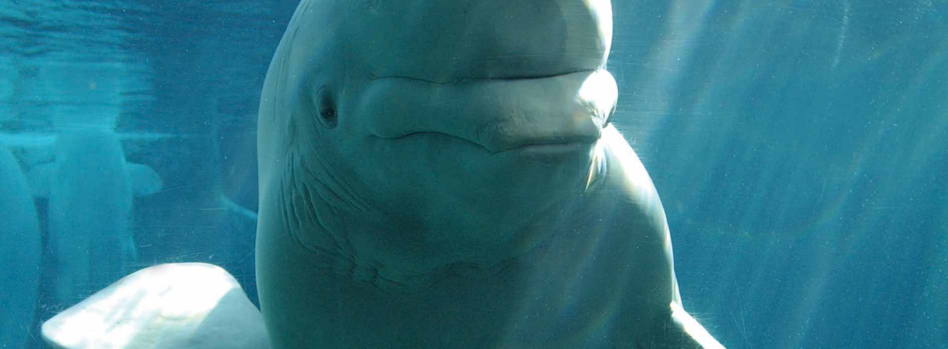 Beluga whale