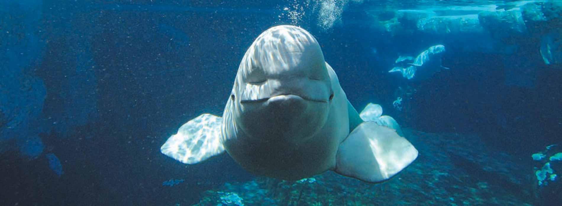 Beluga whale