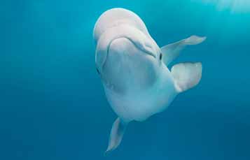 Beluga