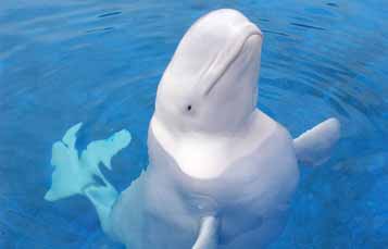 Beluga