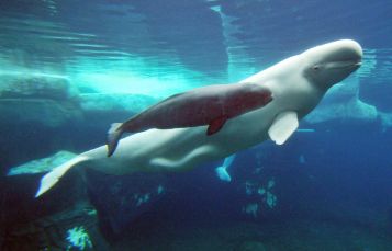 Beluga