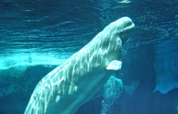 Beluga