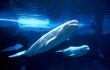 Beluga