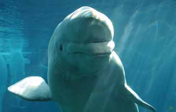 Beluga