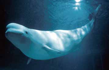 Beluga