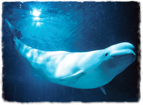 Beluga